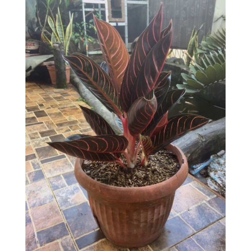 Aglonema red sumatra indukan-tanaman hias pride sumatra