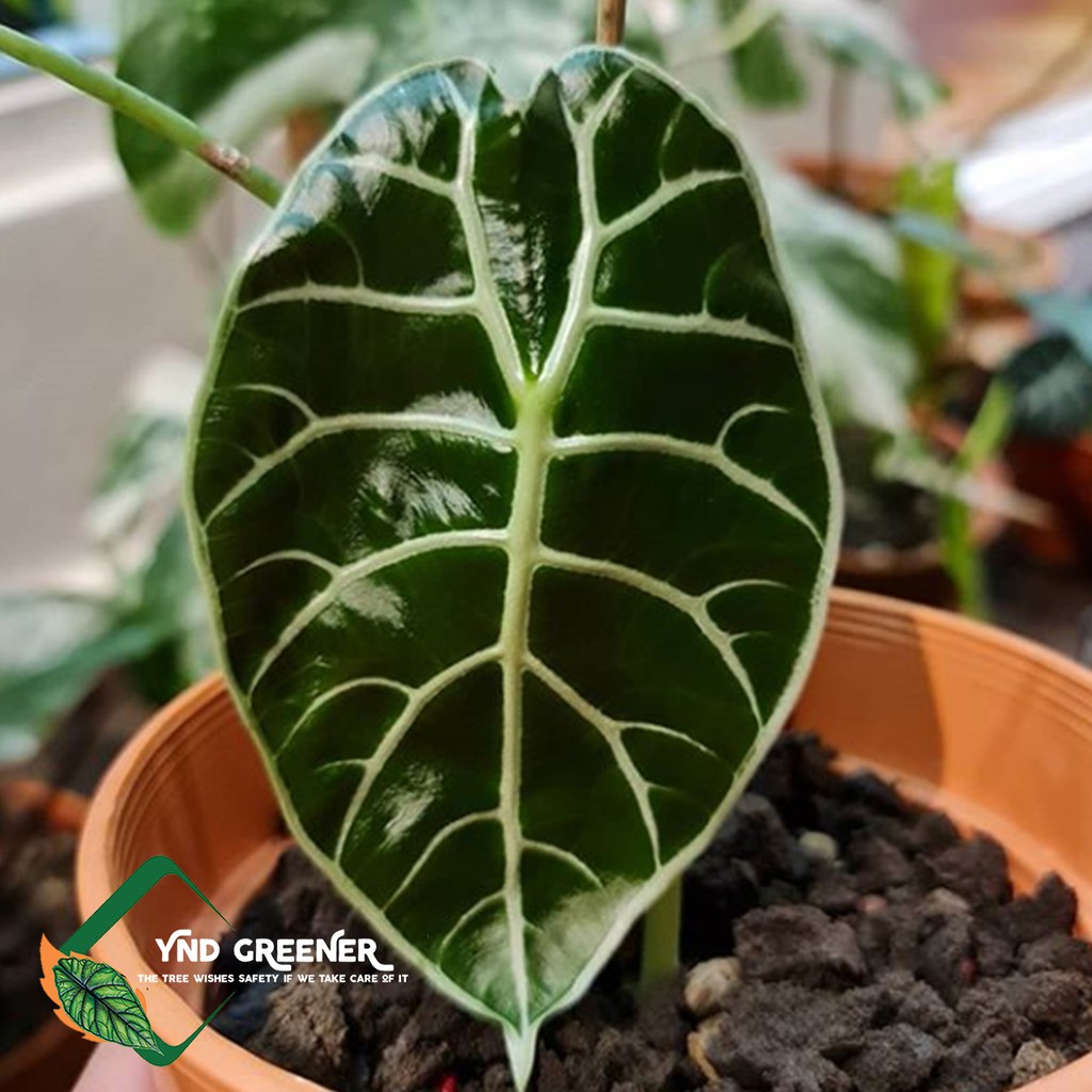 Best Seller Bonggol Alocasia Watsoniana 33EekYyureooxZ