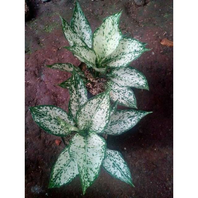 Tanaman hias aglaonema snow white aglonema snow white