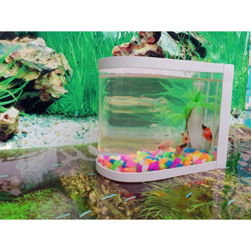  Aquarium Unik Kecil Jual Aquarium Ikan Cupang Ikan Guppy 