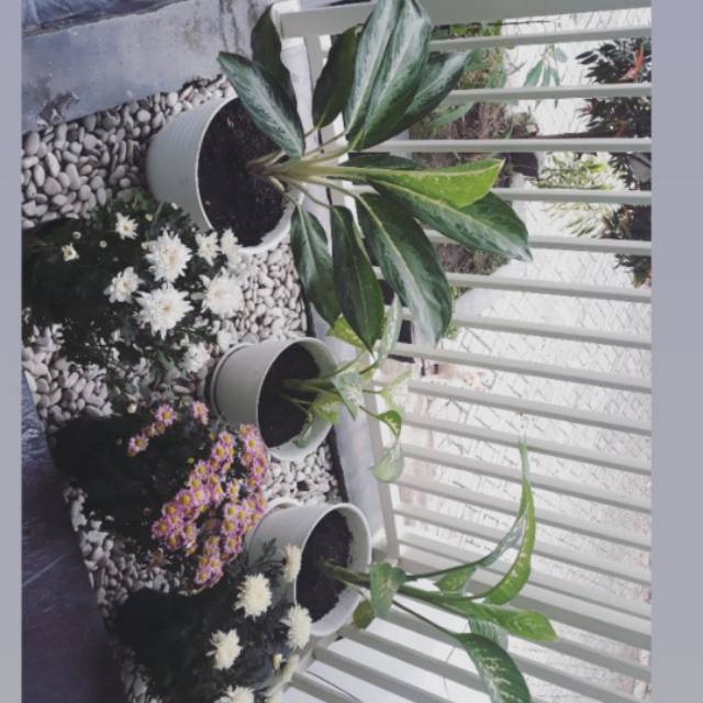 dinieka90