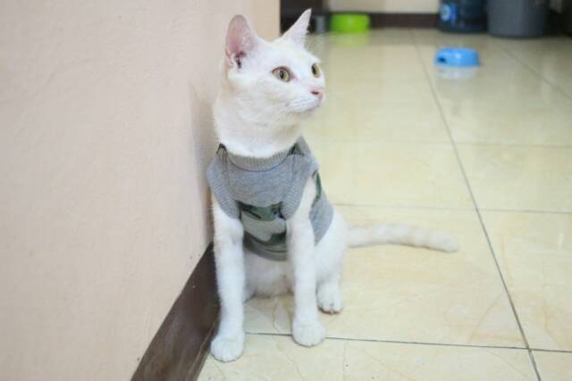 Kaos rip abu motif army strip untuk kucing dan anjing / baju kucing murah size S M L XL