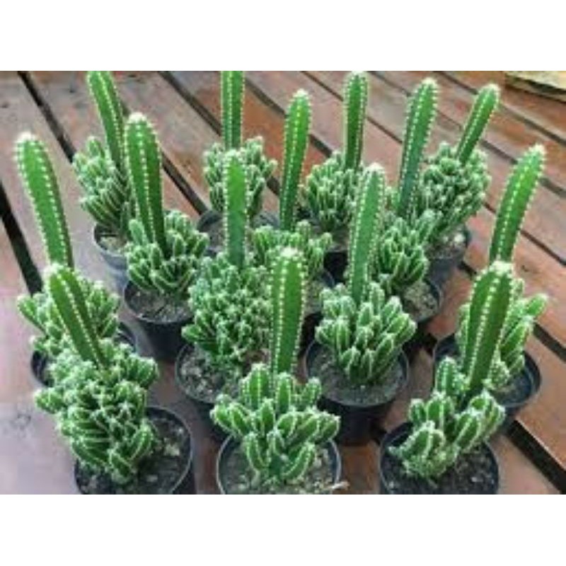 Kaktus candi