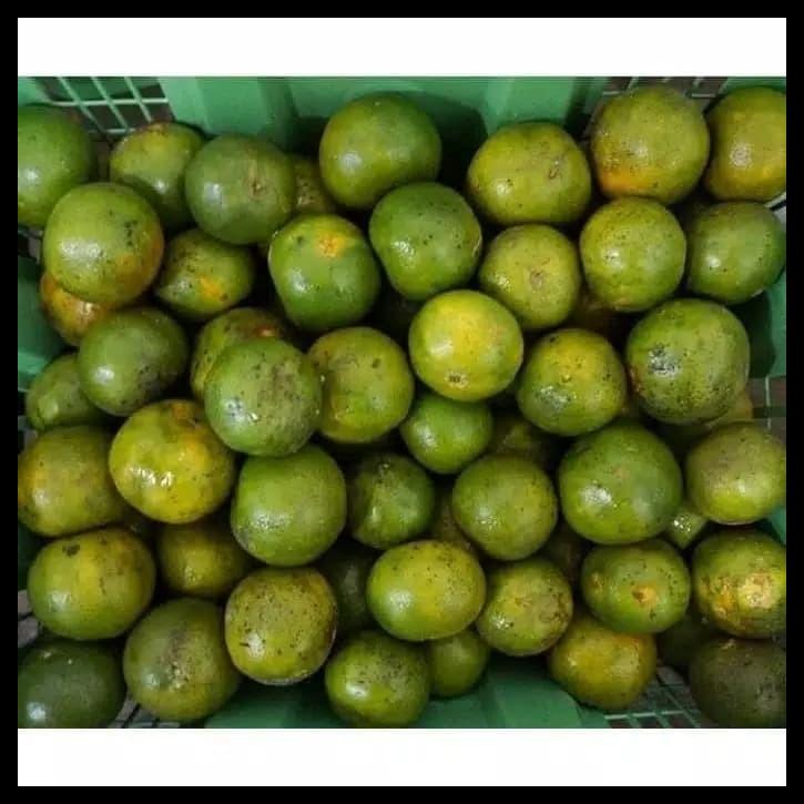 

Jeruk Pontianak Manis Khusus 5 Kilo Keatas