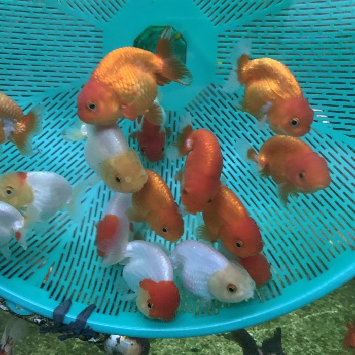 Ikan Hias Mas Koki Goldfish Lionchu Ranchu Baby Import Thailand