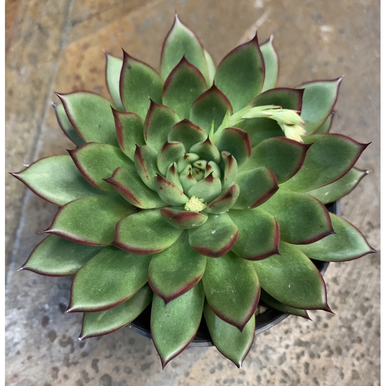 Echeveria Agavoides Redtips | Echeveria murah