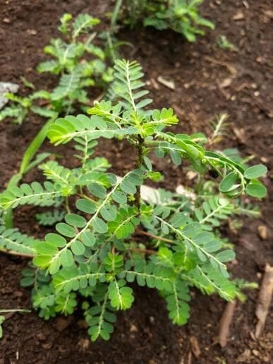 

Terlaris daun meniran segar/meniran 100gr