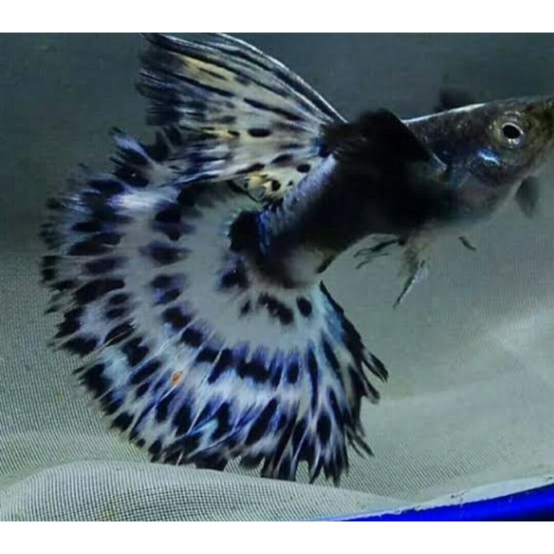 ikan guppy hias blue ivory pasangan