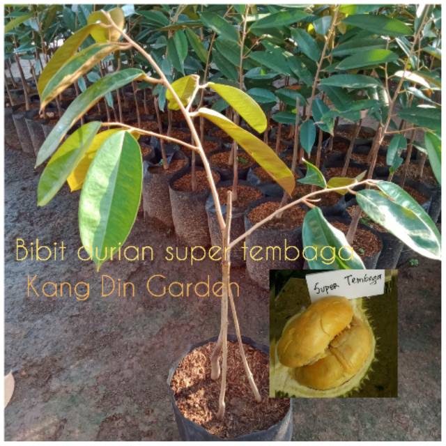 Bibit durian super tembaga emas kaki tiga