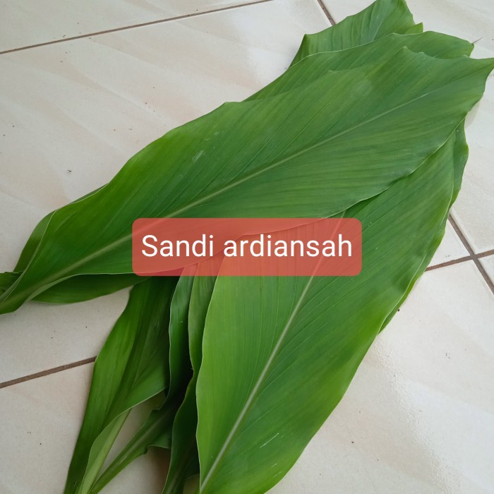

New Daun kunyit kuning daun kunir segar 500 gram petik langsung kirim