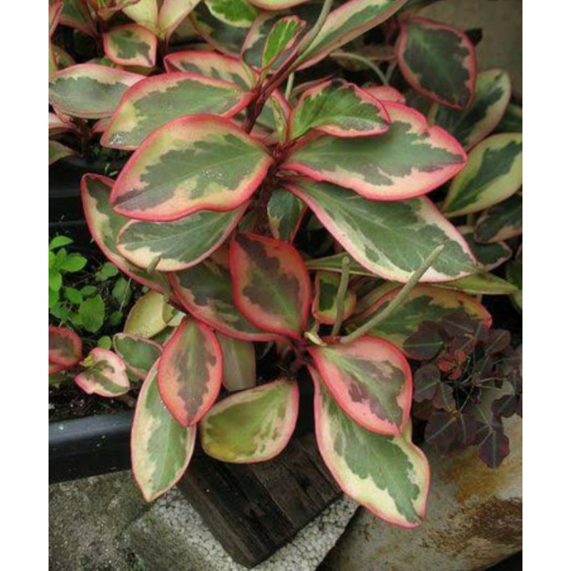 TANAMAN HIDUP PEPERONIA VARIEGATED RED-EDGE | COD | TANAMAN HIDUP TERBAIK MURAH MERIAH