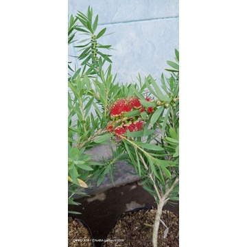 bibit bunga sikat botol bangkok