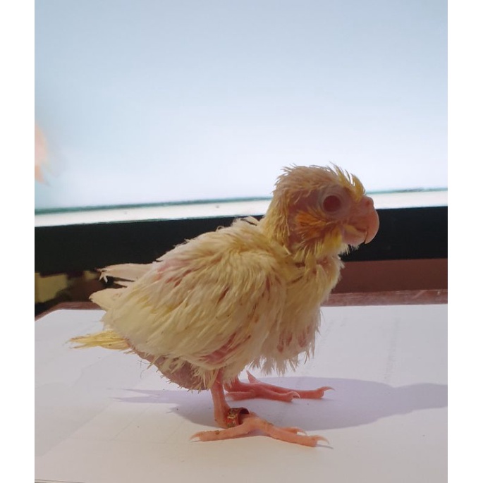 Lolohan Falk Parkit Australia Lutino MM