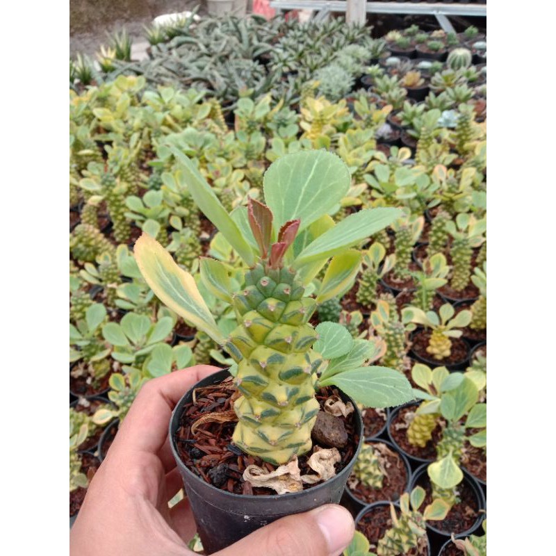 euphorbia monadenium variegata