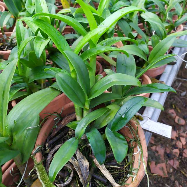 Anggrek Dendrobium REMAJA RIMBUN