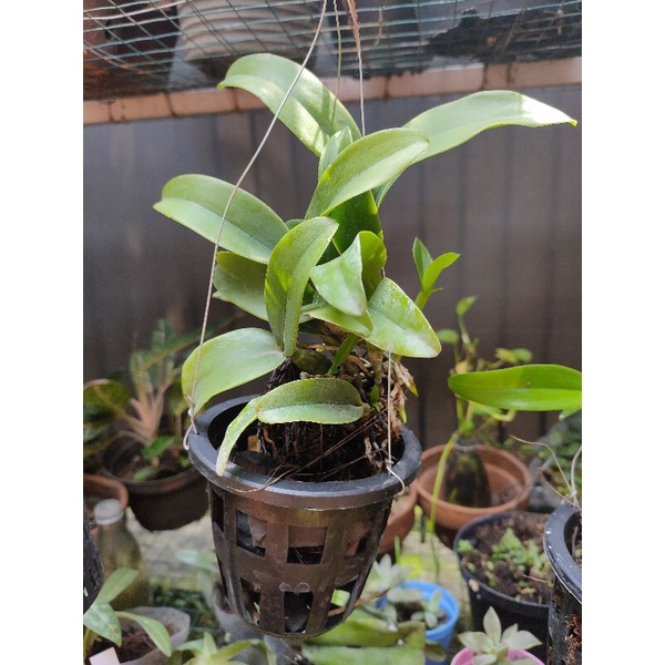 cattleya mini anggrek dewasa