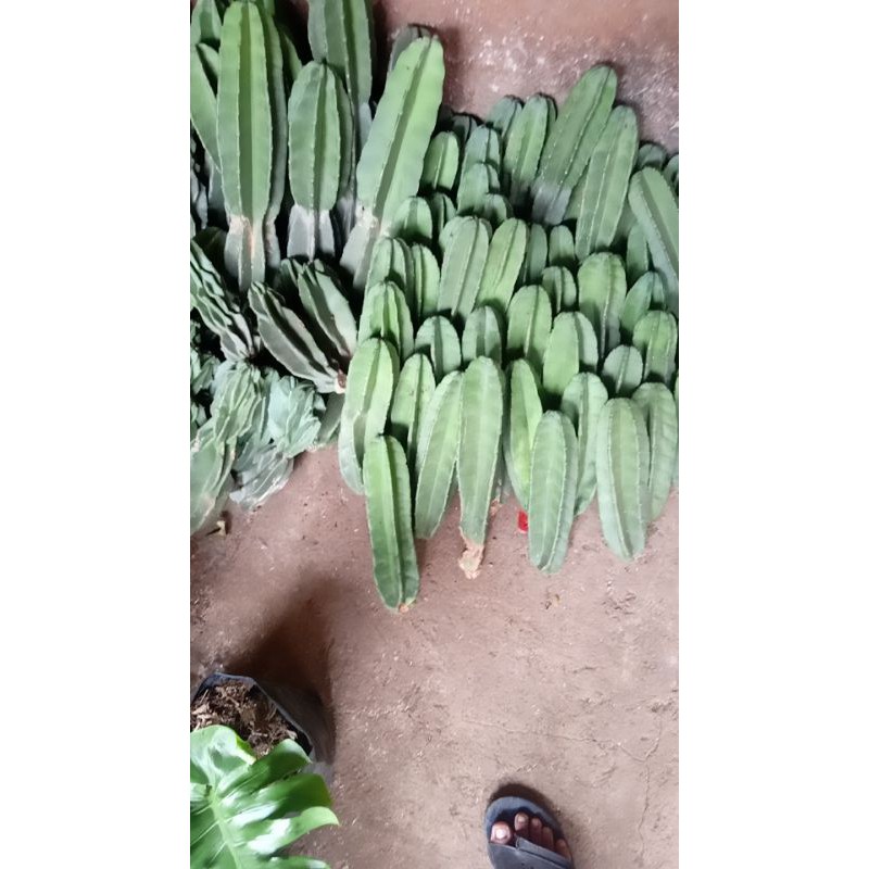 Tanaman hias katus koboi.ukuran 30cm tidak berduri