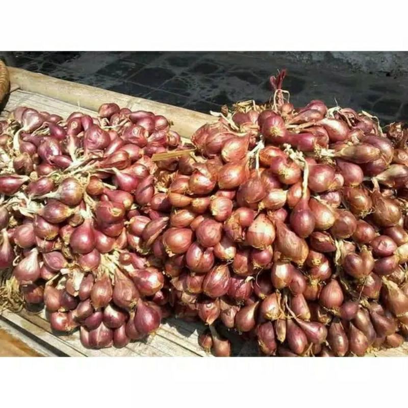 Jual Benih / Bibit Bawang Merah, 1Kg  Shopee Indonesia