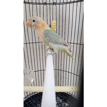 Lovebird Biola PB Pastel Cantik Dan Mewah
