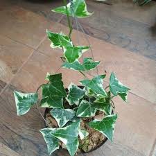 Tanaman hias ivy-ivy varigata