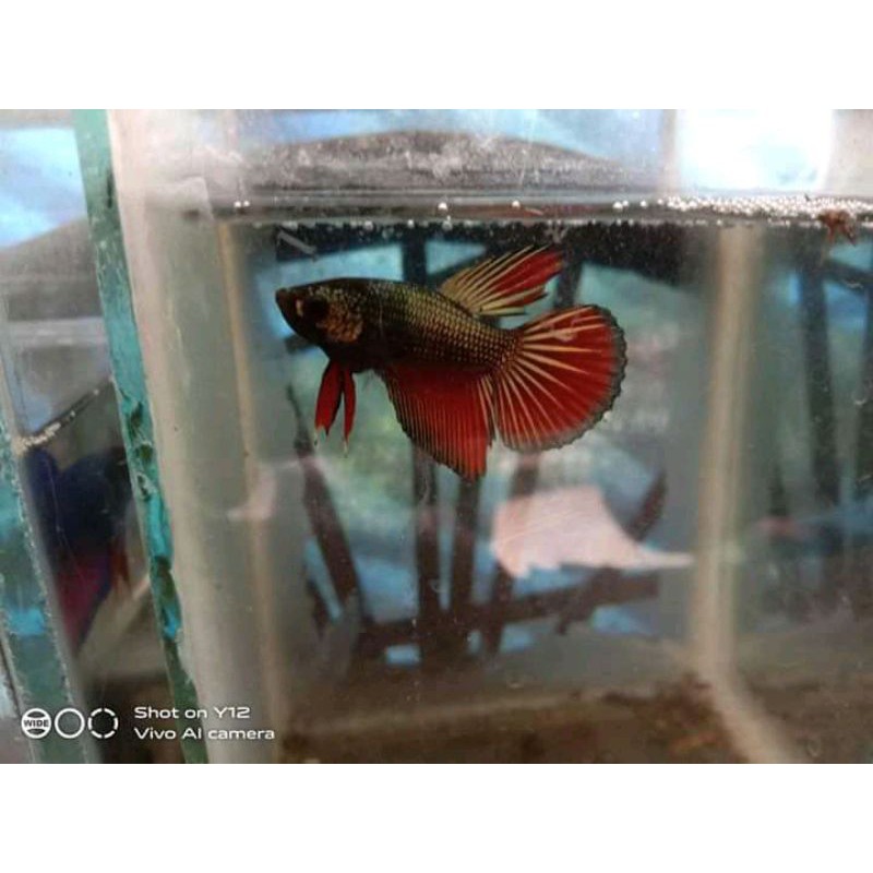 

cupang bahanan