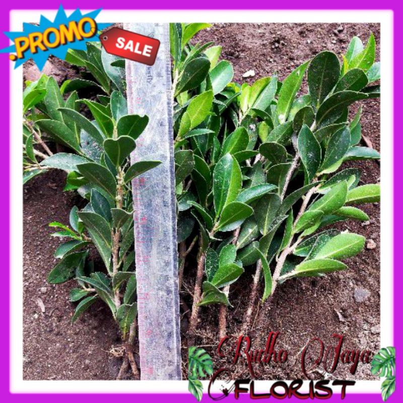 (BISA COD ) BIBIT BONSAI FICUS ELEGAN / BIBIT BONSAI BERINGIN ELEGAN