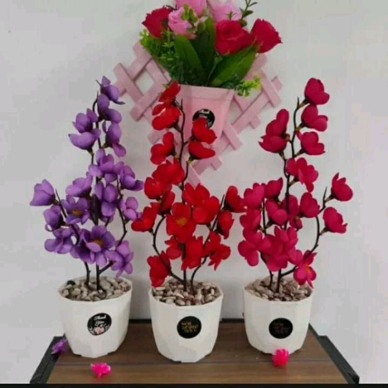 bunga sakura + pot
