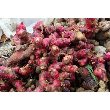 

Jahe Merah Fress 1kg