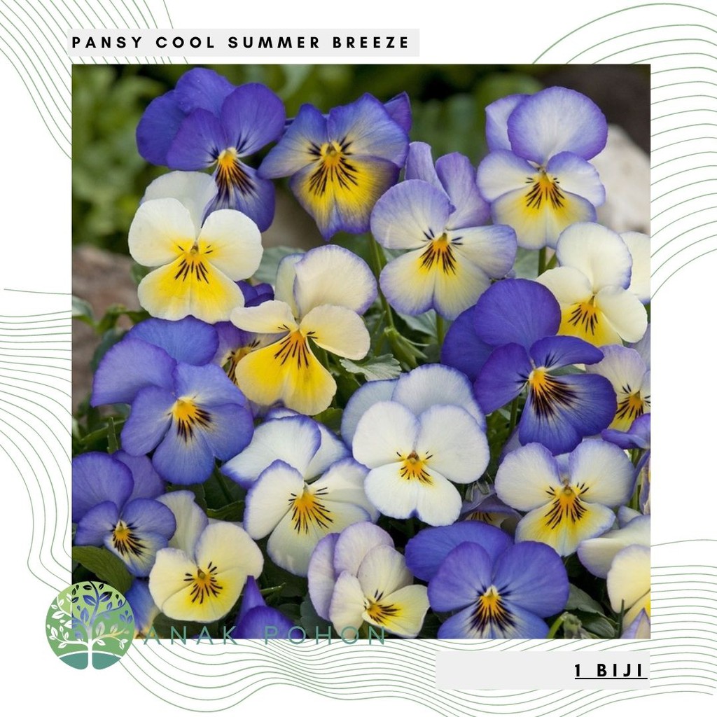Benih Bibit Biji - Bunga Pansy Cool Summer Breeze Flower Seeds - IMPORT