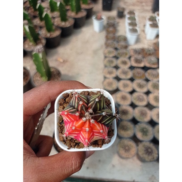 Kaktus Gymnocalycium Mihanovichii Varigata Seedling