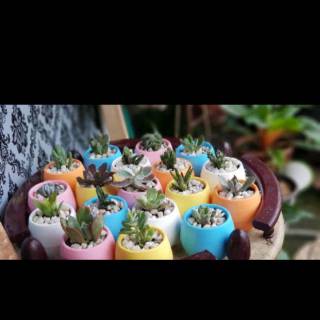 Pot bulat sukulen kaktus  mini Shopee Indonesia