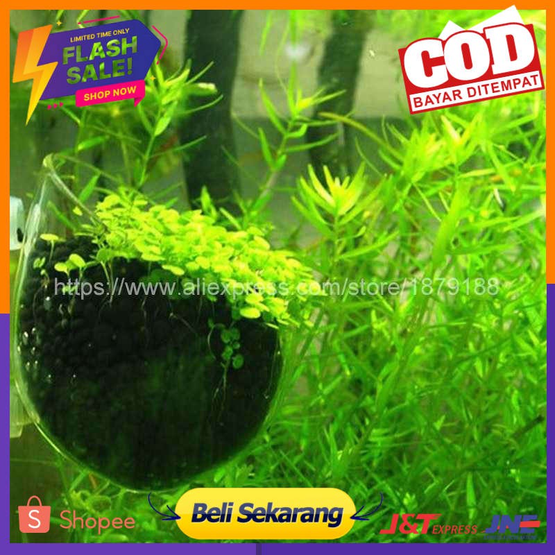 Bibit Rumput Air Dekorasi Aquarium Landscape Ornament - H0027