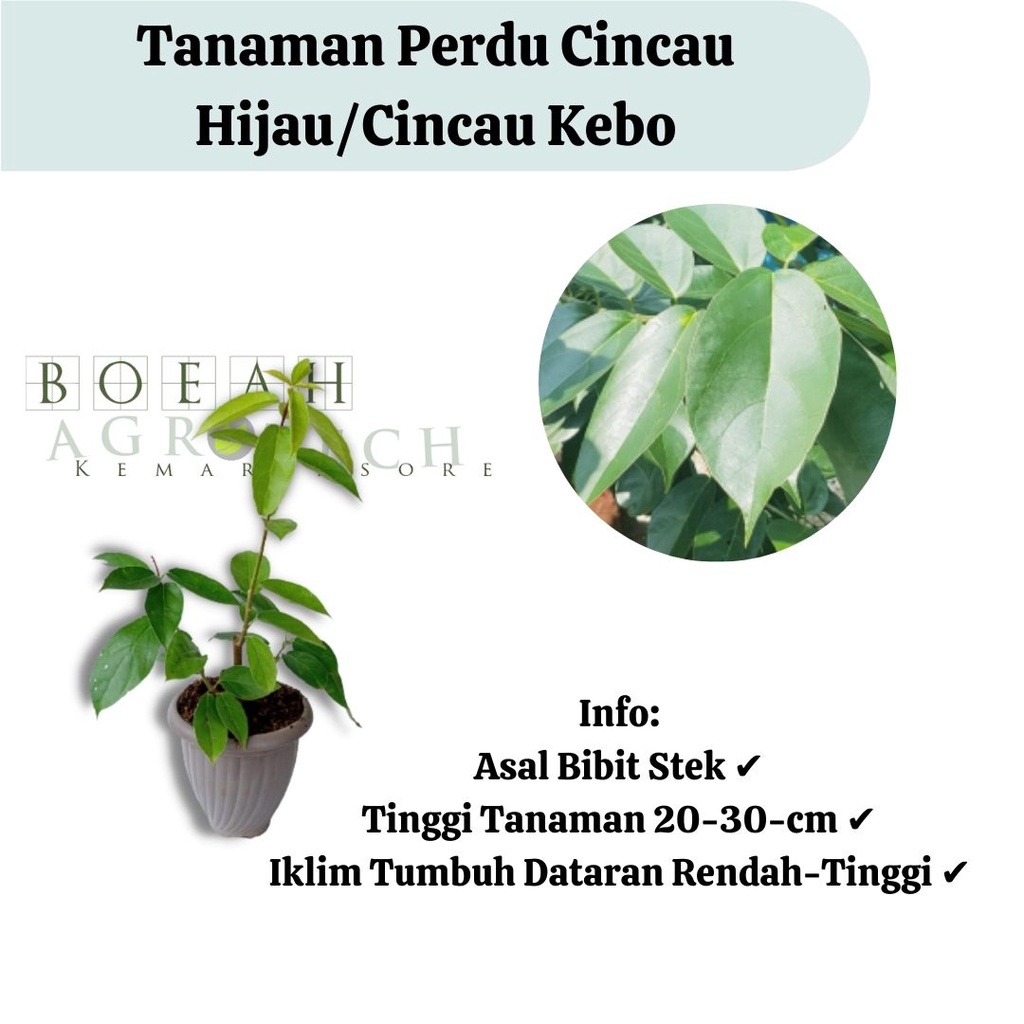 Bibit Tanaman Cincau Hijau Perdu Cincau Hijau Tanaman Cincau Kebo