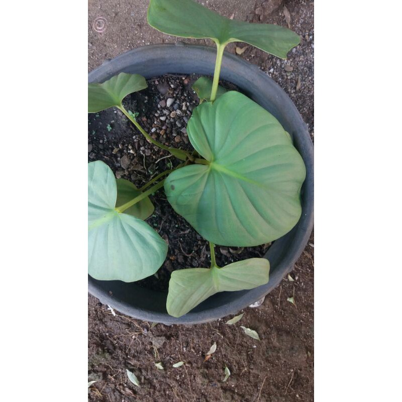 alocasia | homalomena | sp sumatera.
