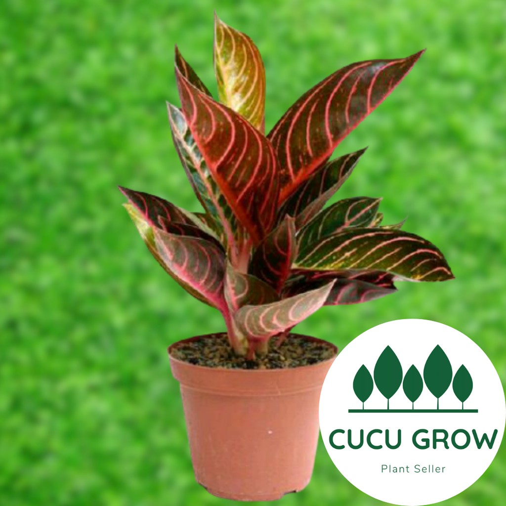Tanaman Hias Aglonema Pride Of Sumatera / Red Pos / Redsum / Red Sumatra / Agalonema Red Sumatra