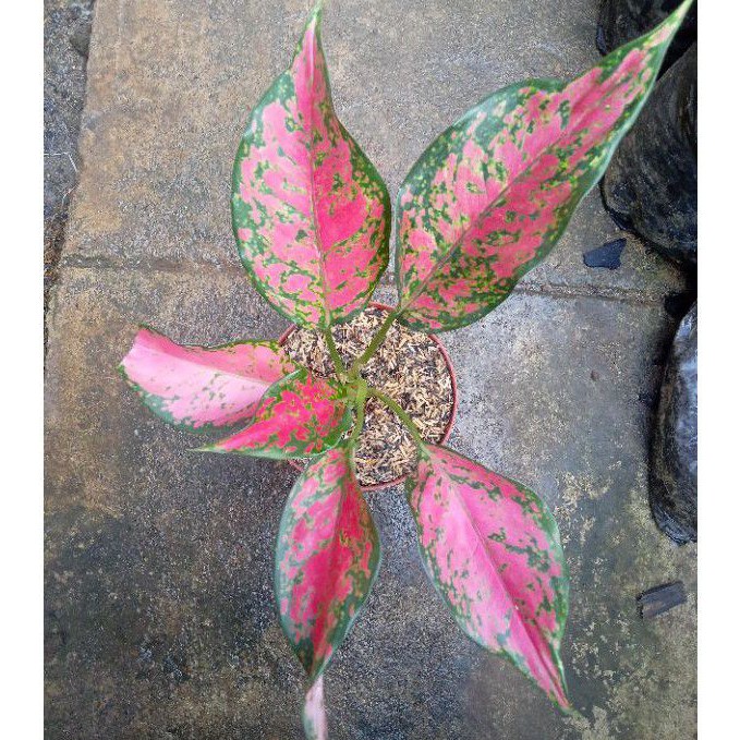 aglonema ruby batik/aglonema ruby garuda batik