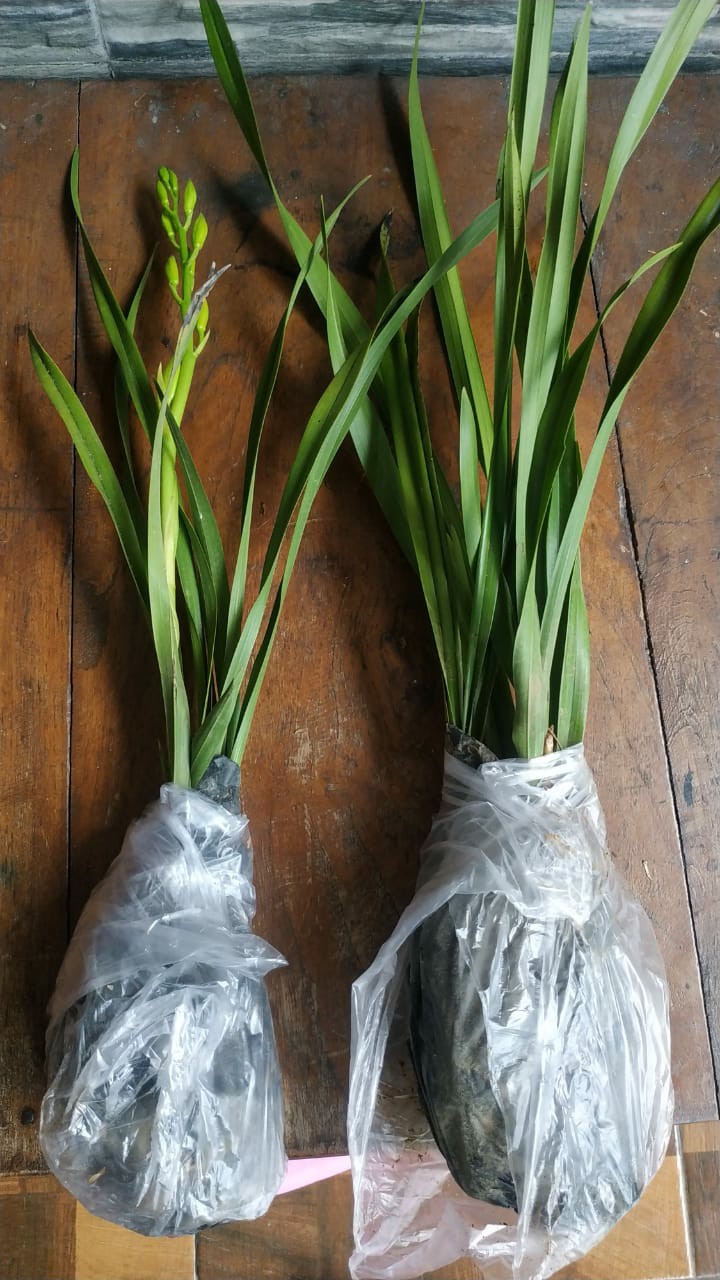 Anggrek Cymbidium Golden Boy