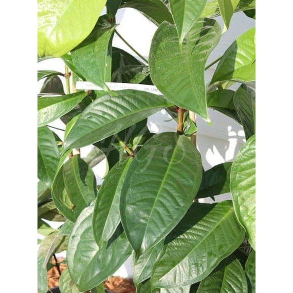 r% Tanaman Buah Jambu Bol Putih Susu Langka l1n