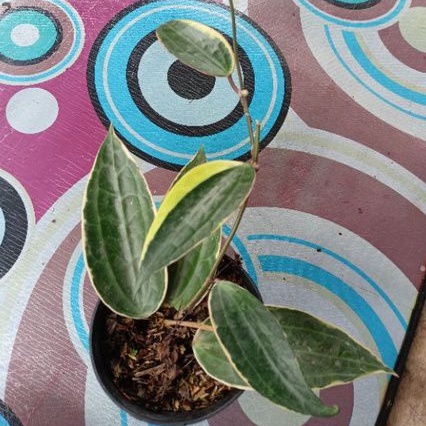 Tanaman hias Hoya macrophylla variegata