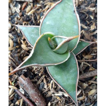 Sanseviera Pinguicula Mini / Sansivera Pinguin Mini