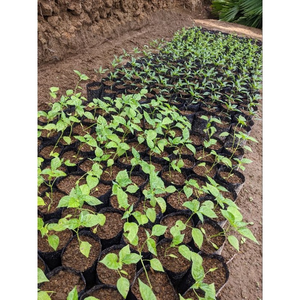 DIARY PETANI - 100 Gram Pupuk NPK Mutiara Perangsang Buah dan Tanaman