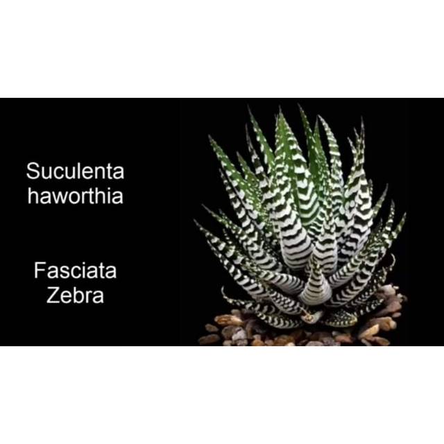 

Hawortia zebra