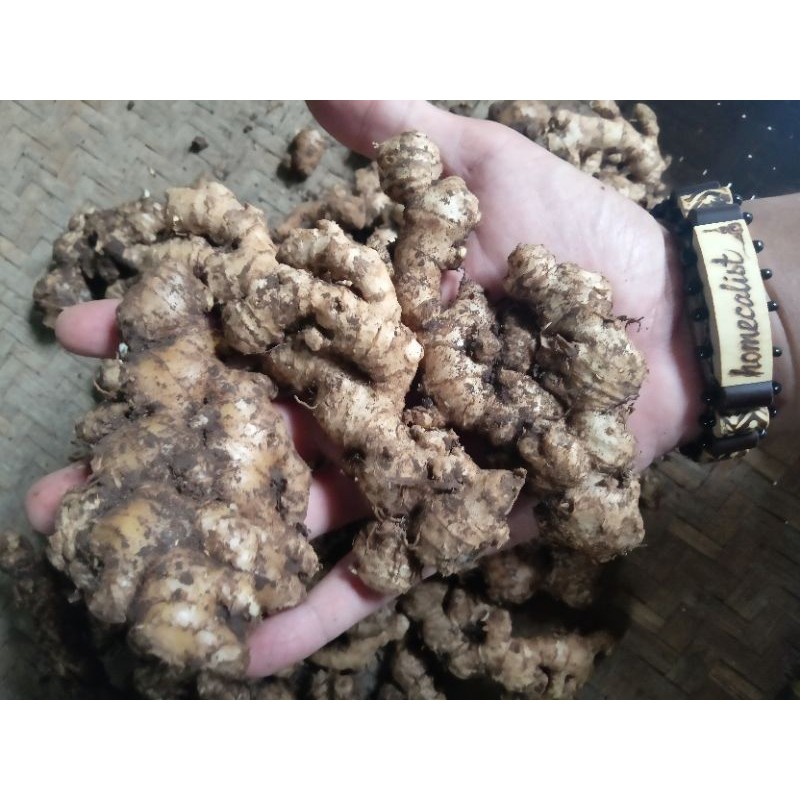 Jahe Emprit Segar 1kg Jahe Mprit Asli