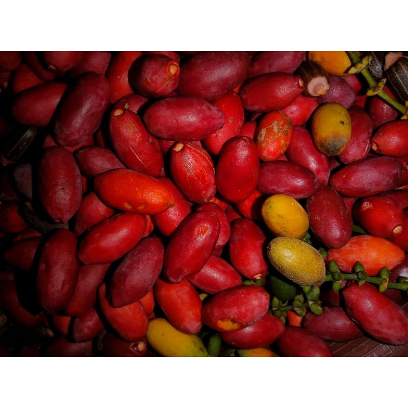 

buah melinjo (Tangkil) fresh 1 kg | segar