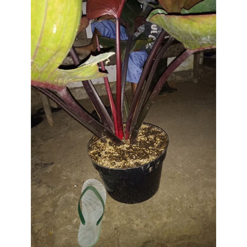 RED CONGO/PHILODENDRON RED CONGO
