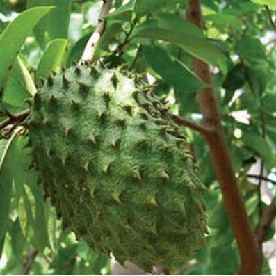 Bibit Sirsak Madu