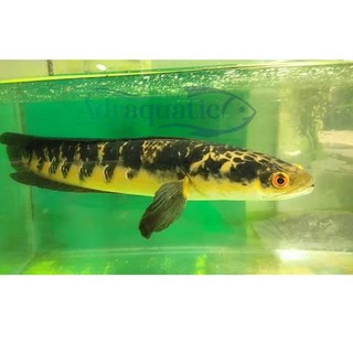 (BANDUNG) IKAN HIAS CHANNA CHANA YELLOW MARU EMPEROR SNAKEHEAD CHANNAMARU AIR TAWAR