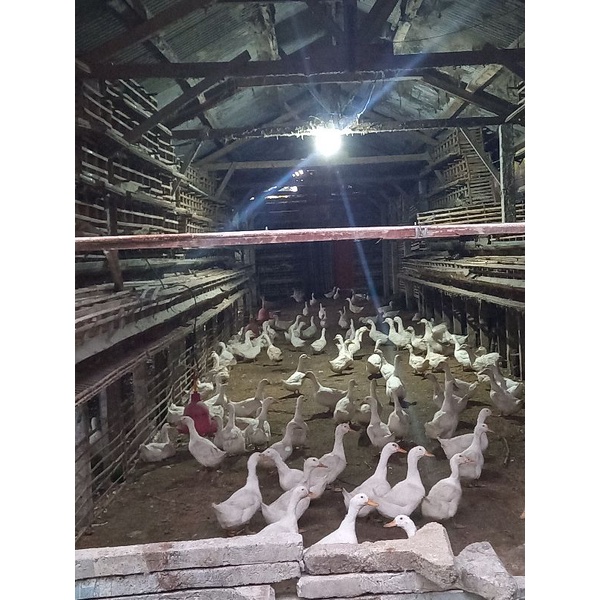 

telur BEBEK PEKING FERTIL JUMBO (BISA DITETASKAN) KANDANG MILIK SENDIRI