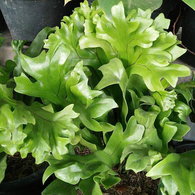 Tanaman hias kadaka / tanduk rusa tanah / pakis tanduk