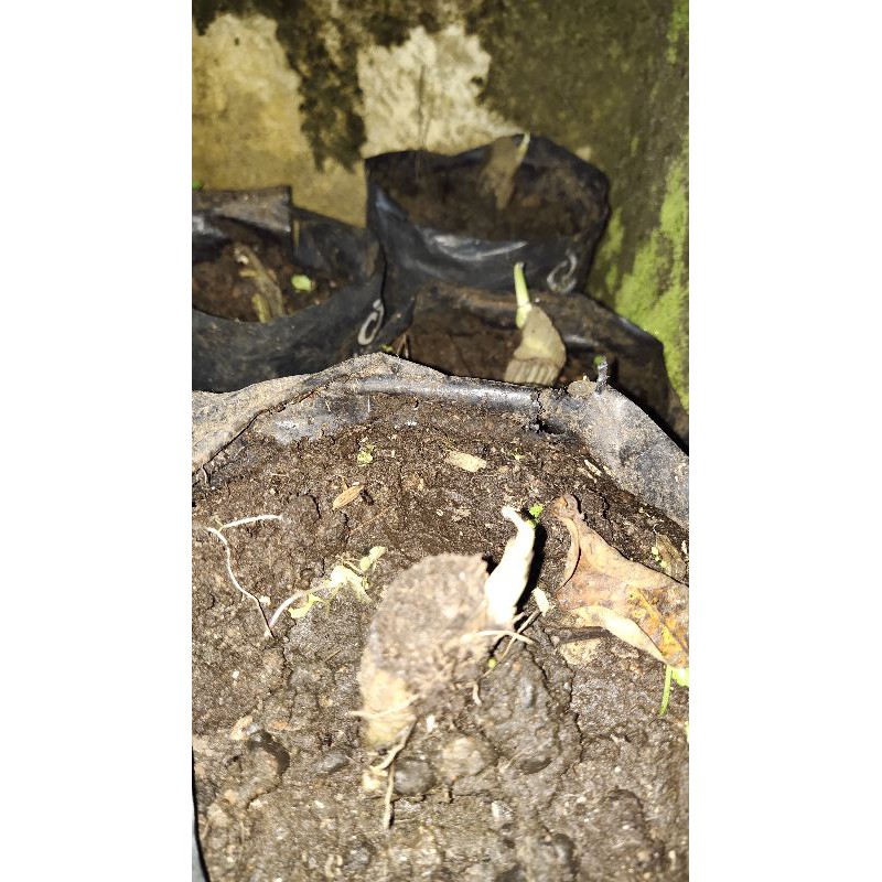 bonggol monstera king